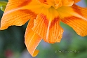 Day Lilly No 0375